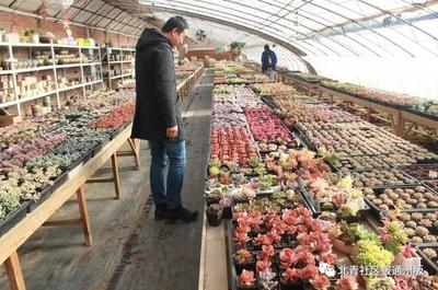 通州多肉王国乔迁台湖，千余种多肉等你来赏